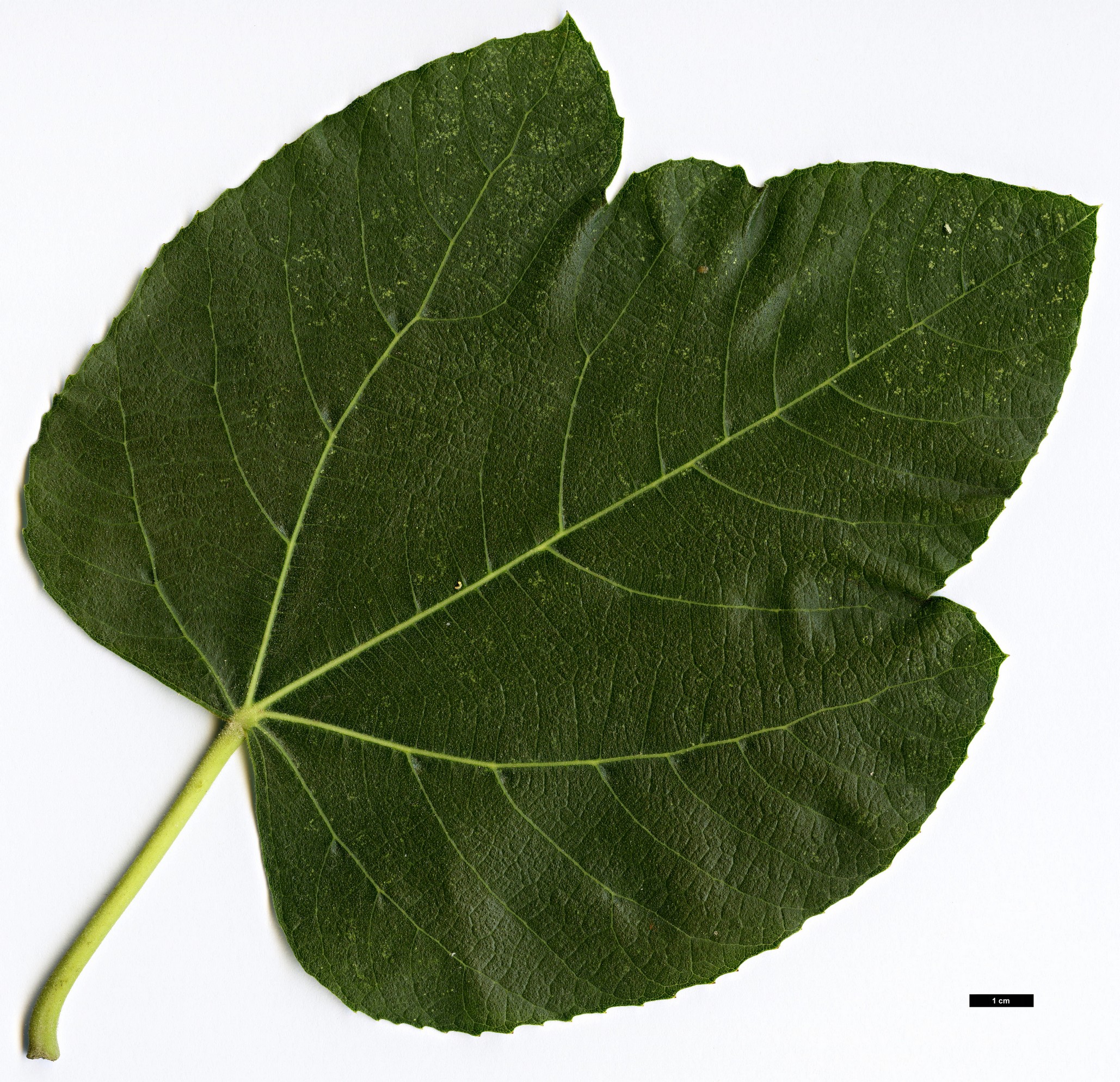 High resolution image: Family: Moraceae - Genus: Ficus - Taxon: palmata